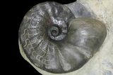 Triassic Ammonite (Ceratites) With Shellfish - Germany #94089-1